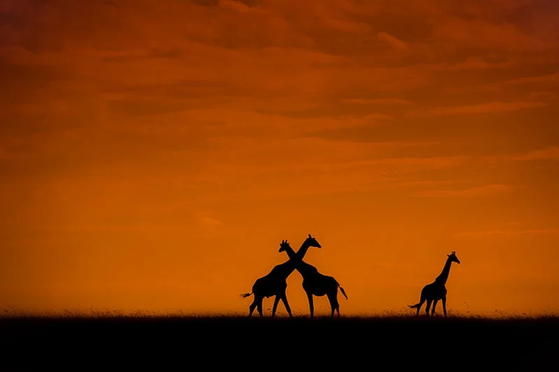 28-Sunaina-Barua 28-Sunaina-Barua