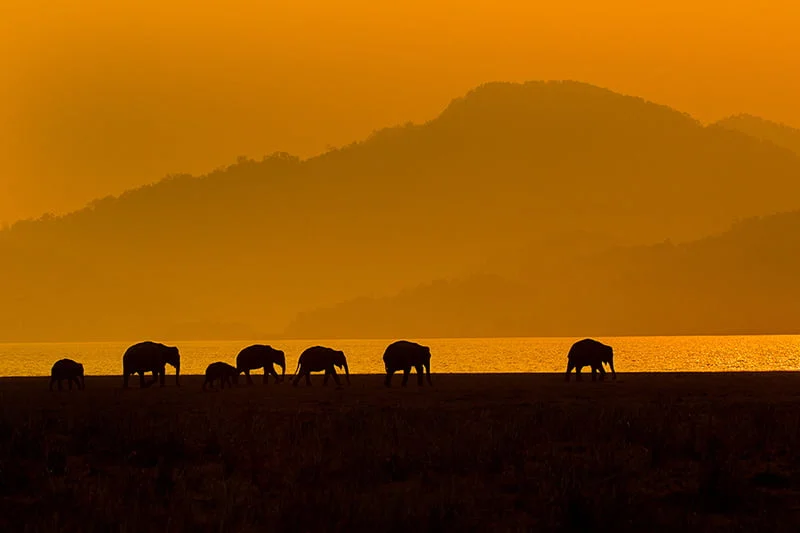 29-Vivek-Singh 29-Vivek-Singh