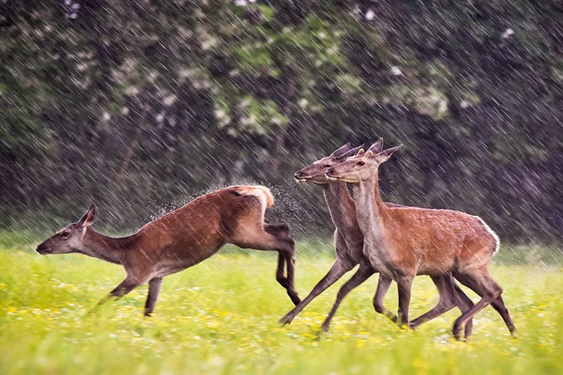 31-Balint-Nemeth 31-Balint-Nemeth