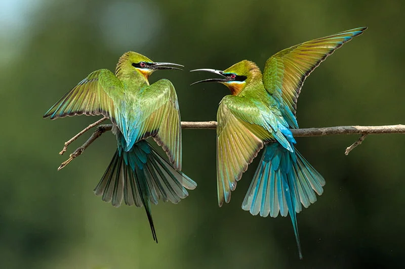 33-Ripan-Biswas 33-Ripan-Biswas