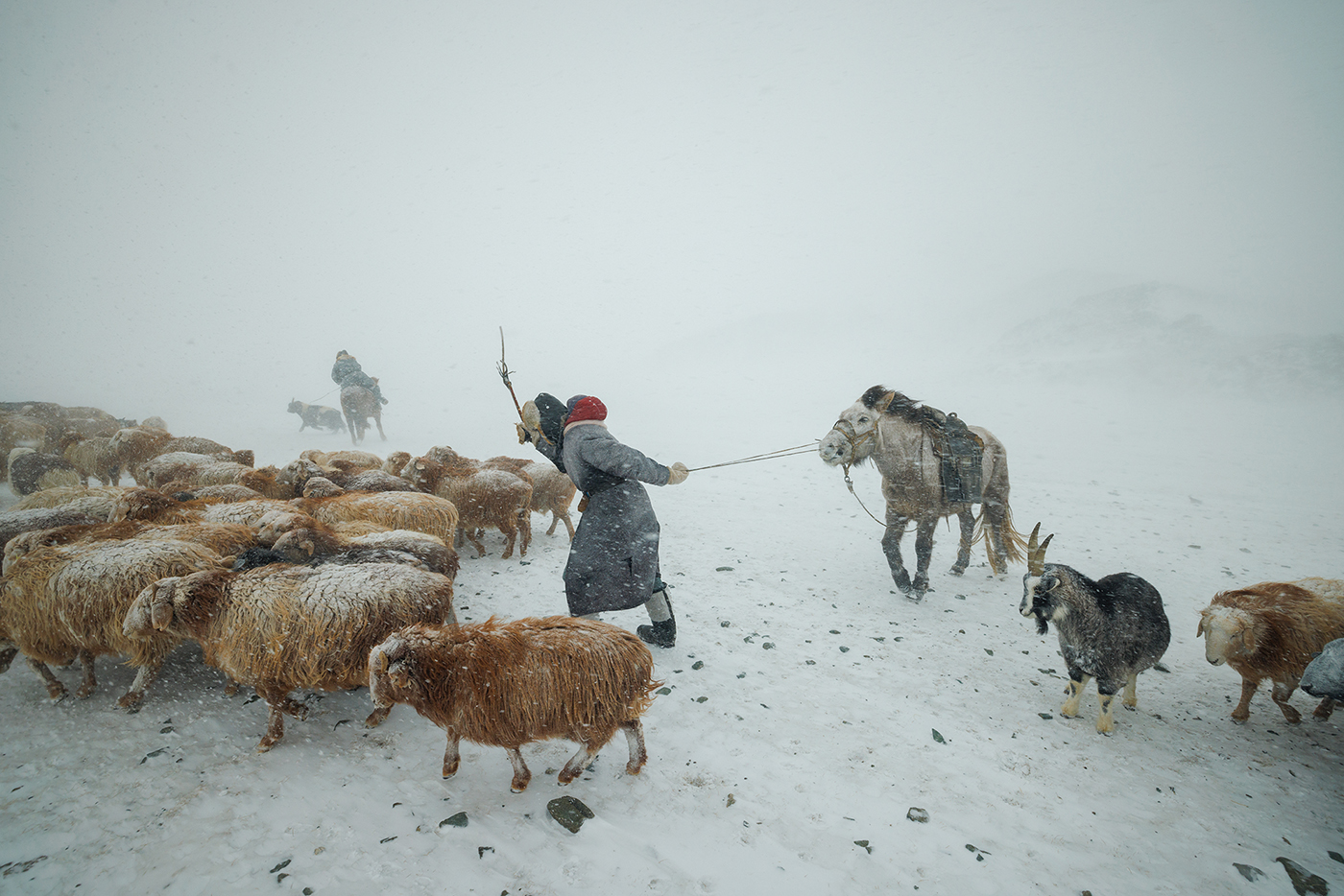 Eagle Hunter Yermyek’s son Akhtikek is migrating with his animals in the Altai mountains during a brutal snowstorm.