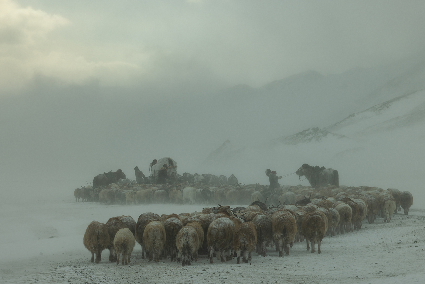 Eagle hunters migration during a brutal snow storm