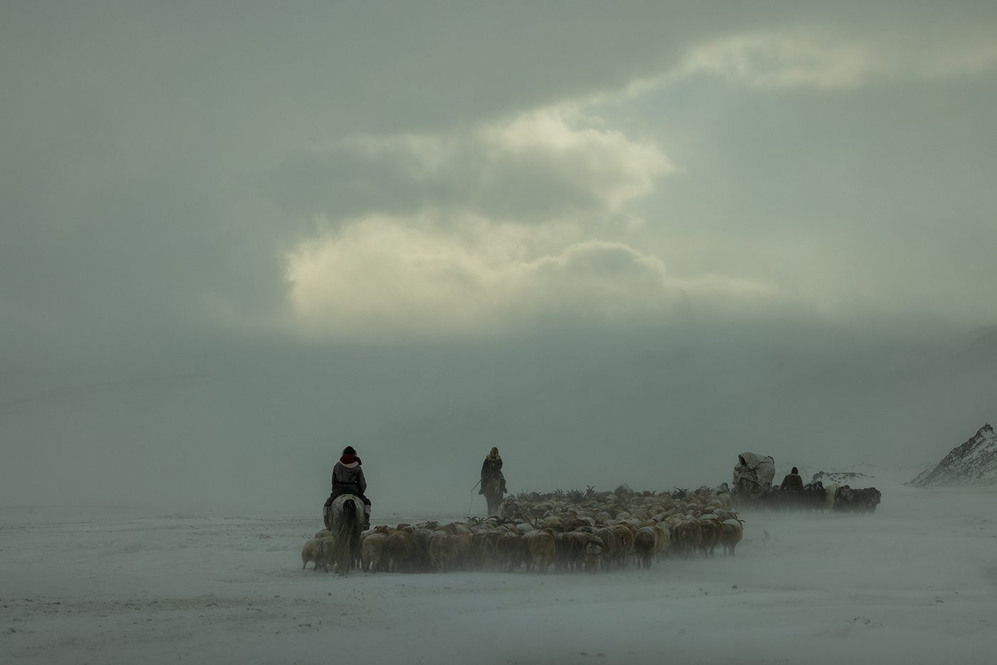 Eagle hunters migration during a brutal snow storm