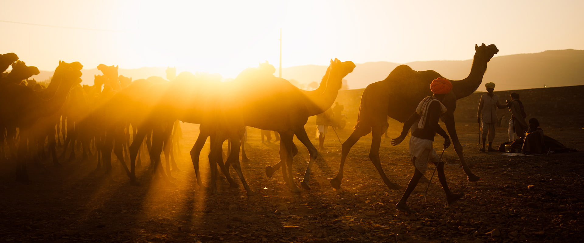 A camel shepherd is moving with his camel during Pushkar Mela