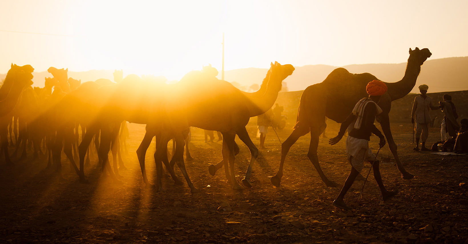 Pushkar Camel Fair Photo Tour 2023 | Exposure